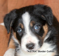Tricolour male, Smooth to medium coat, border collie puppy